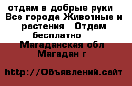 отдам в добрые руки - Все города Животные и растения » Отдам бесплатно   . Магаданская обл.,Магадан г.